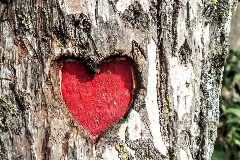 heart engraved tree trunk- Seeing your ex-boyfriend with someone else
