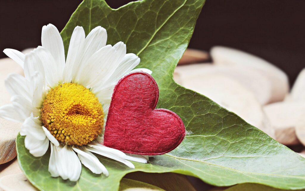 beautiful flowers, flower background, flower wallpaper-Relationship Rejuvenation