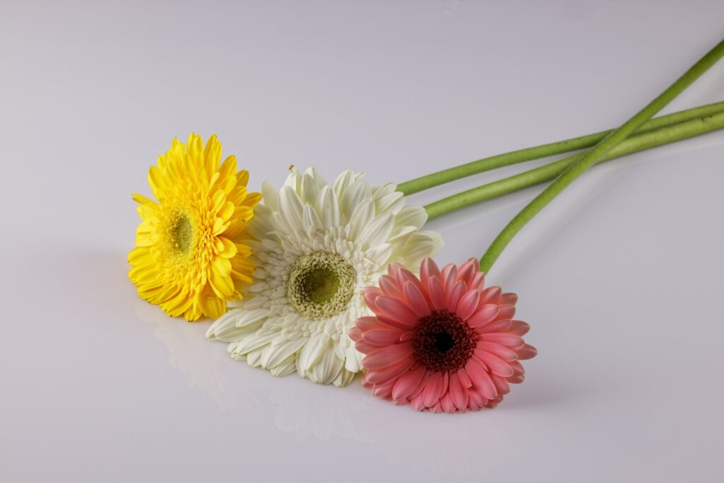 yellow and pink flowers on white background-Celebrate Your Anniversary