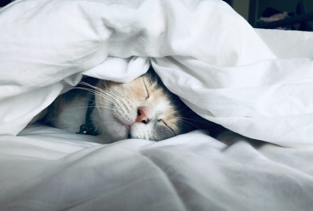 white cat sleeps under white comforter-Nurturing a Healthy Relationship
