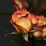 rose, beautiful flowers, flower-Language of Roses