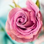 rose, flower, petal-Language of Roses