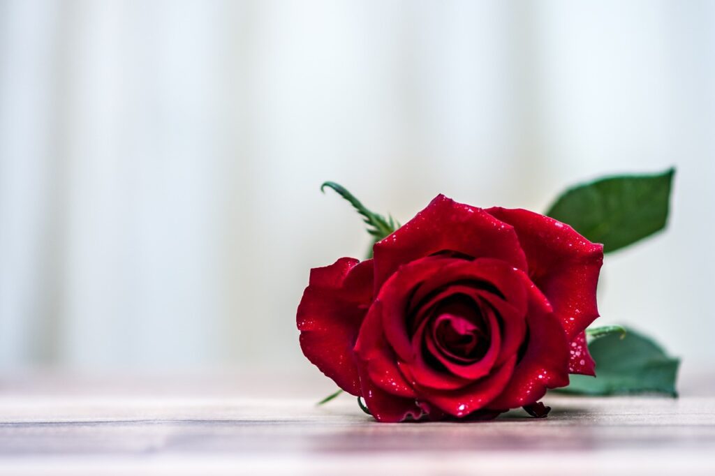 rose, flower, romantic-Survive A Breakup