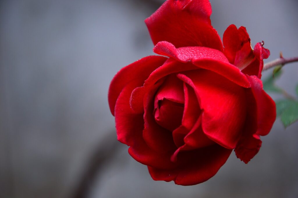 rose, flower, red rose-Language of Roses