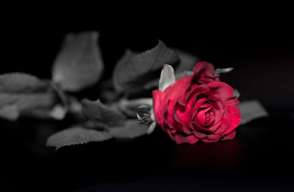 rose, black backdrop, isolated-Conflicts in Marriage