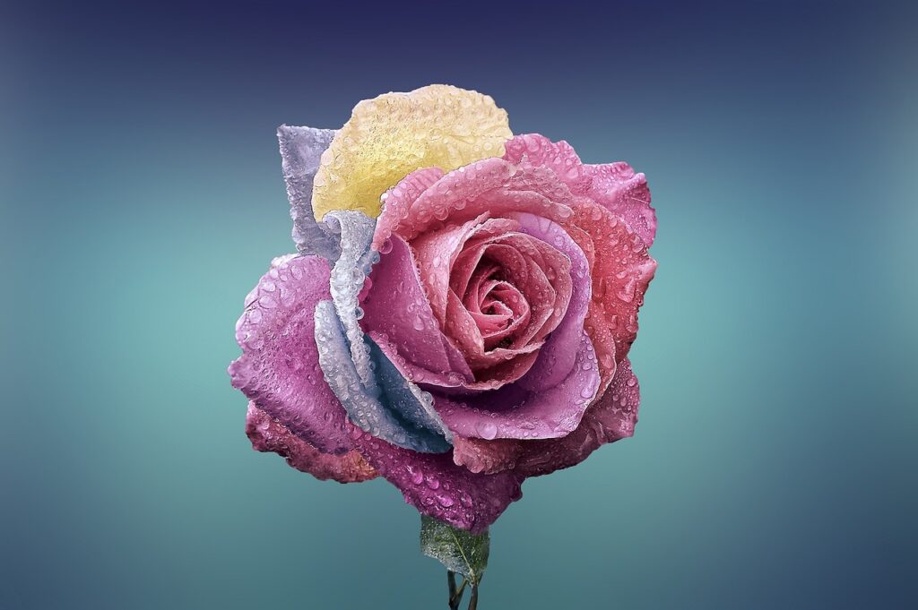 rose, rose flower, flower background-Common Relationship Problems